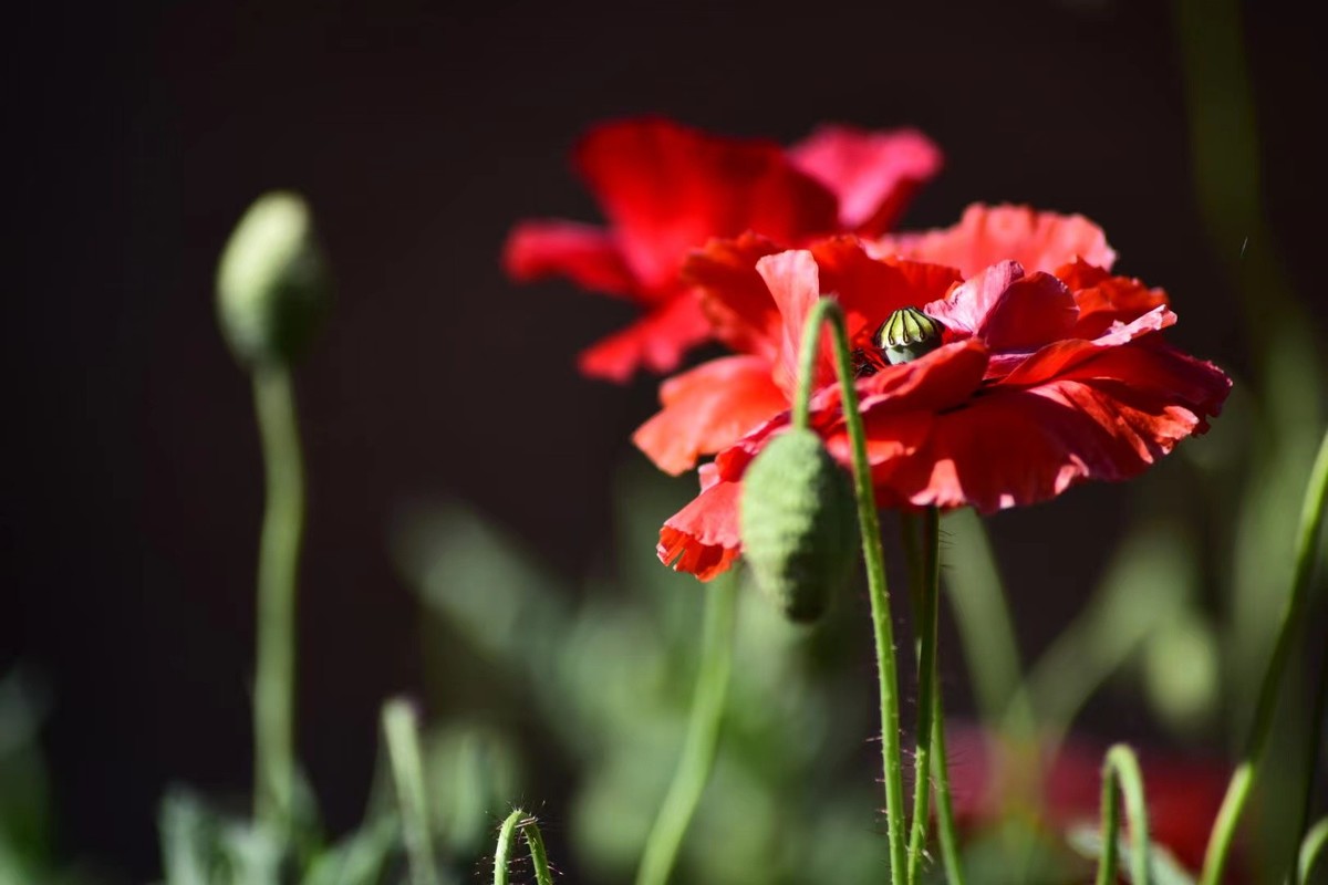虞美人花，开得真漂亮