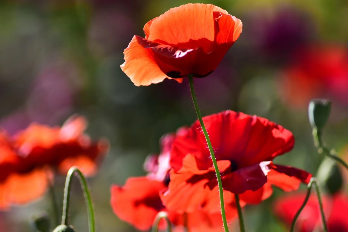 虞美人花，开得真漂亮