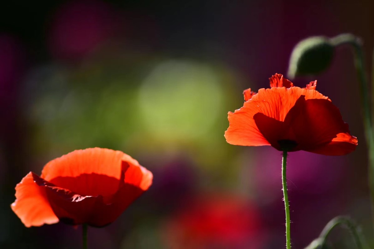 虞美人花，开得真漂亮