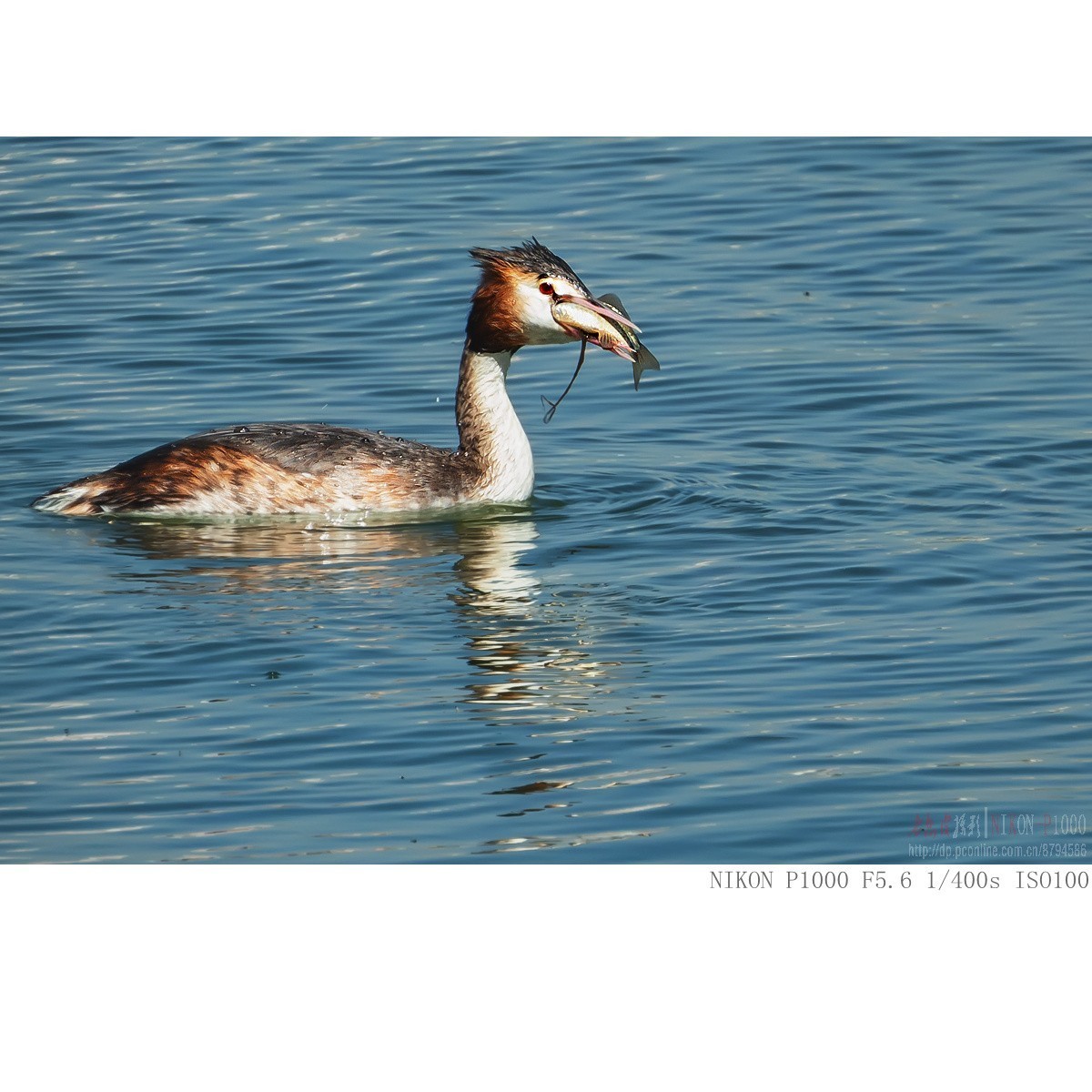 凤头鸊鵜、绿翅鸭、白骨顶