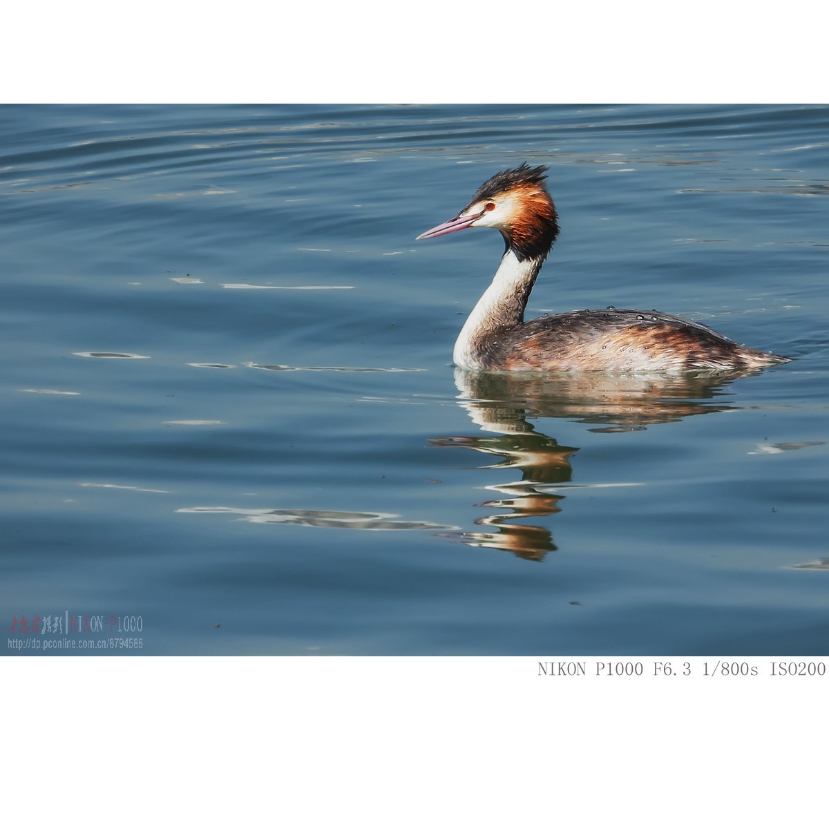 凤头鸊鵜、绿翅鸭、白骨顶