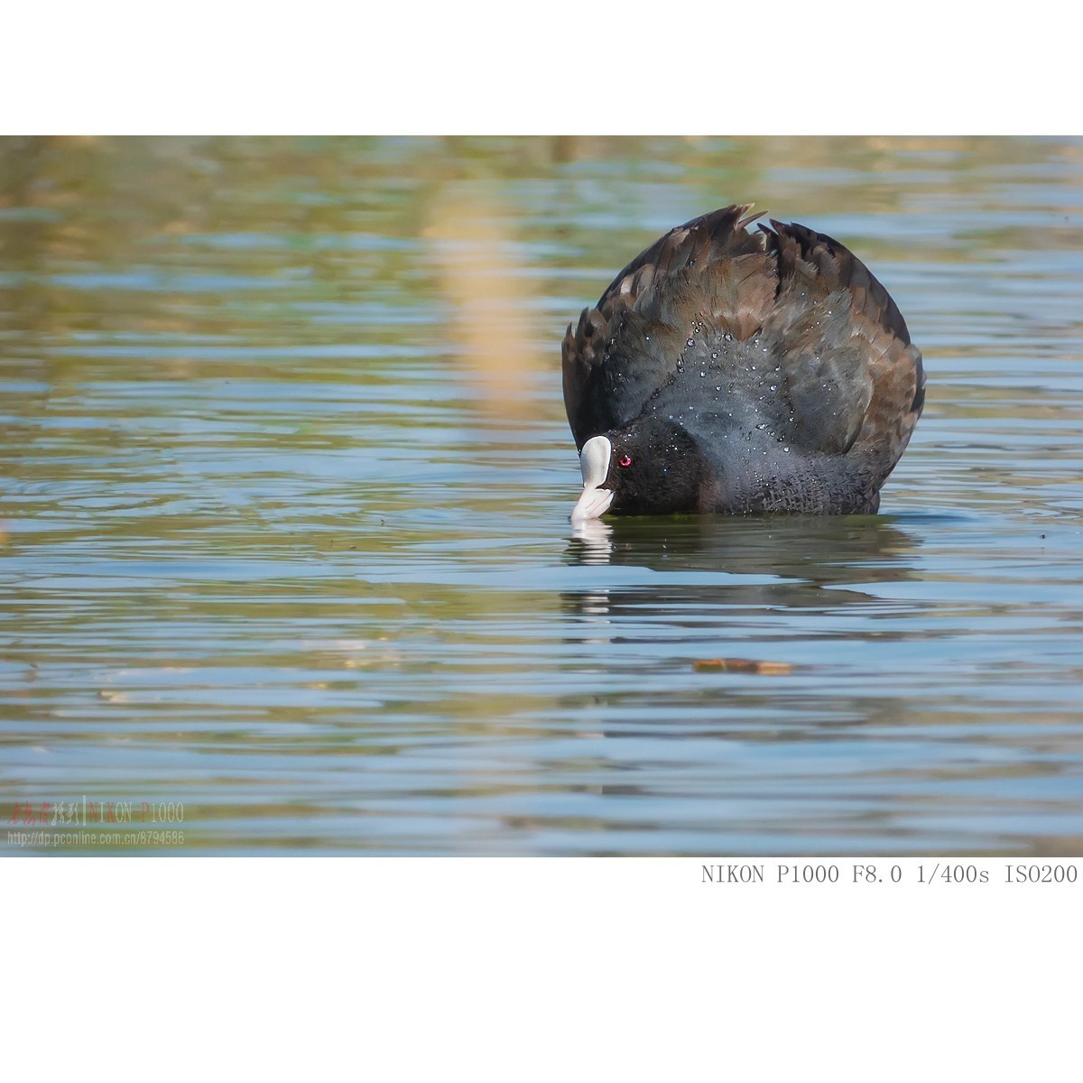 凤头鸊鵜、绿翅鸭、白骨顶