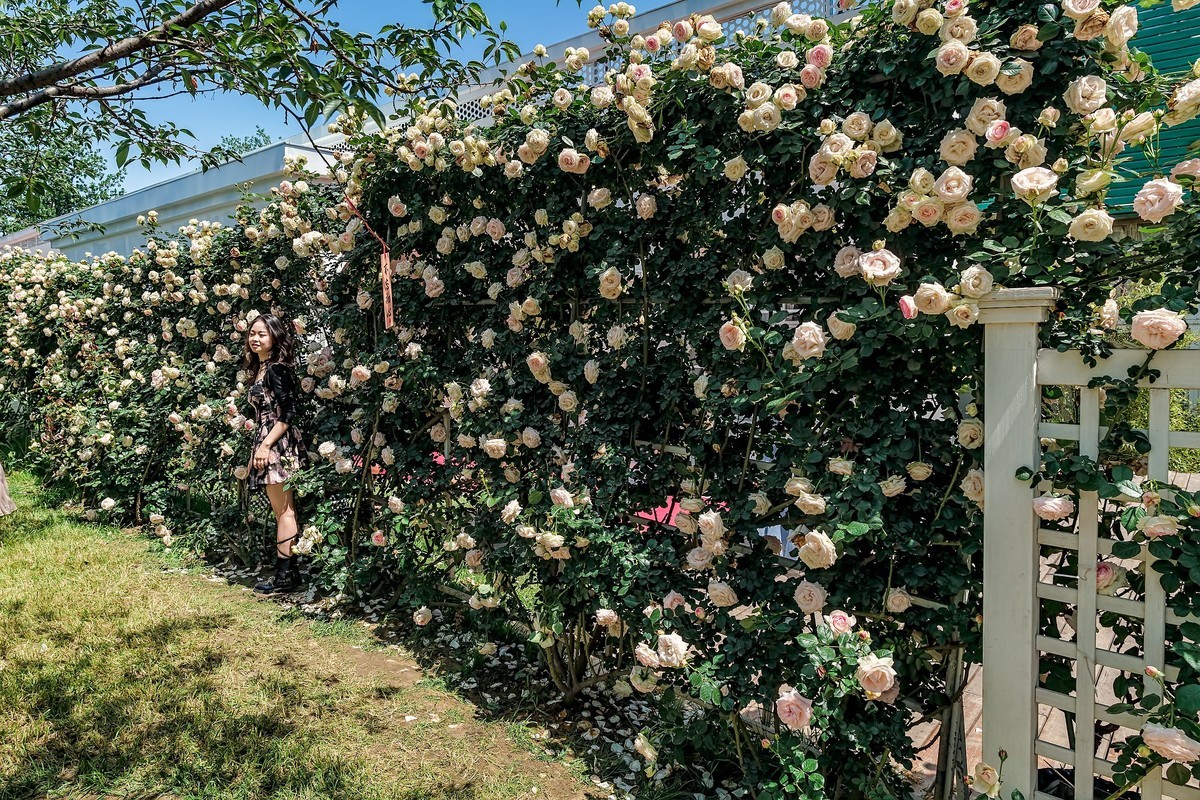 漫花山庄·玫瑰花