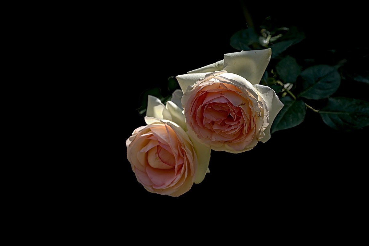 漫花山庄·玫瑰花