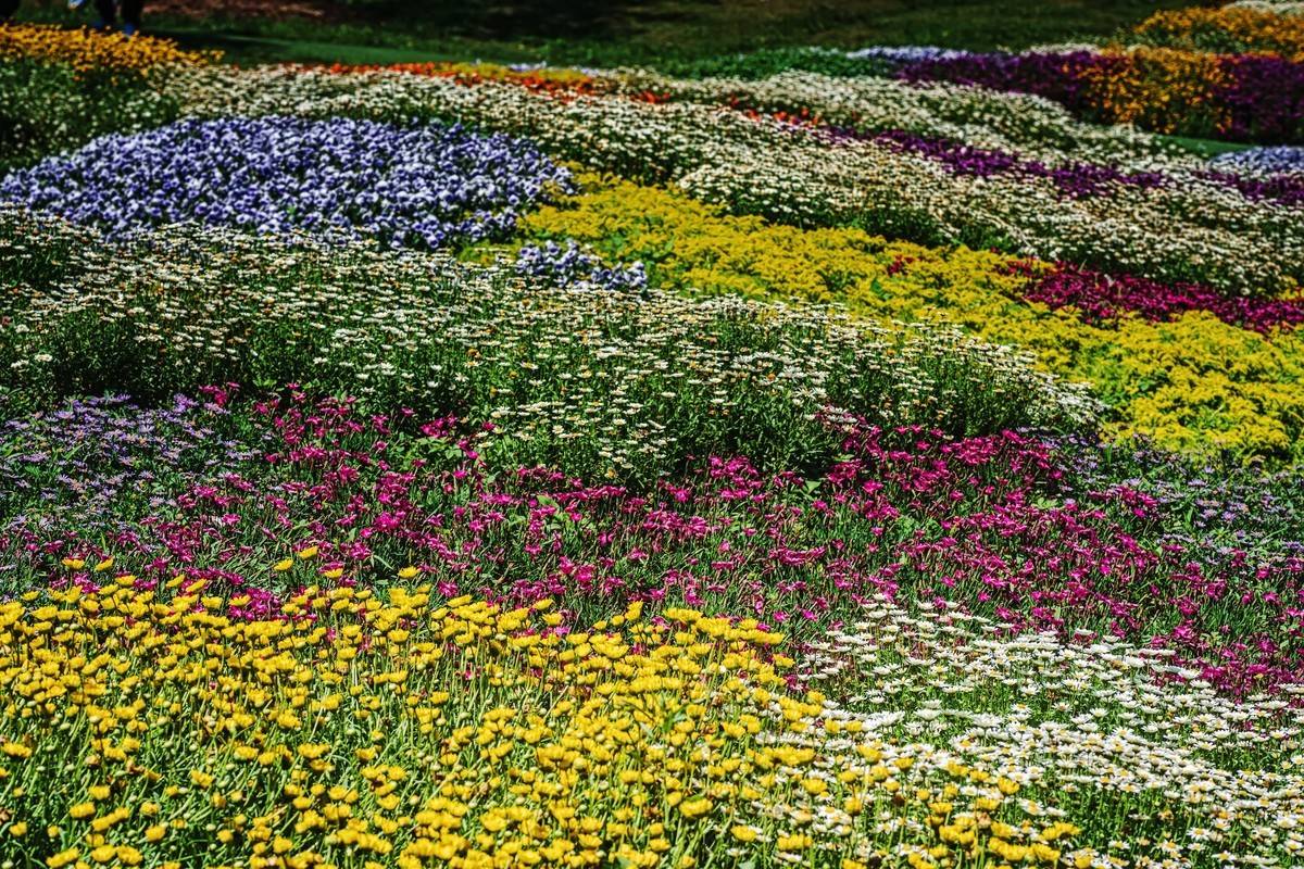 漫花山庄·玫瑰花