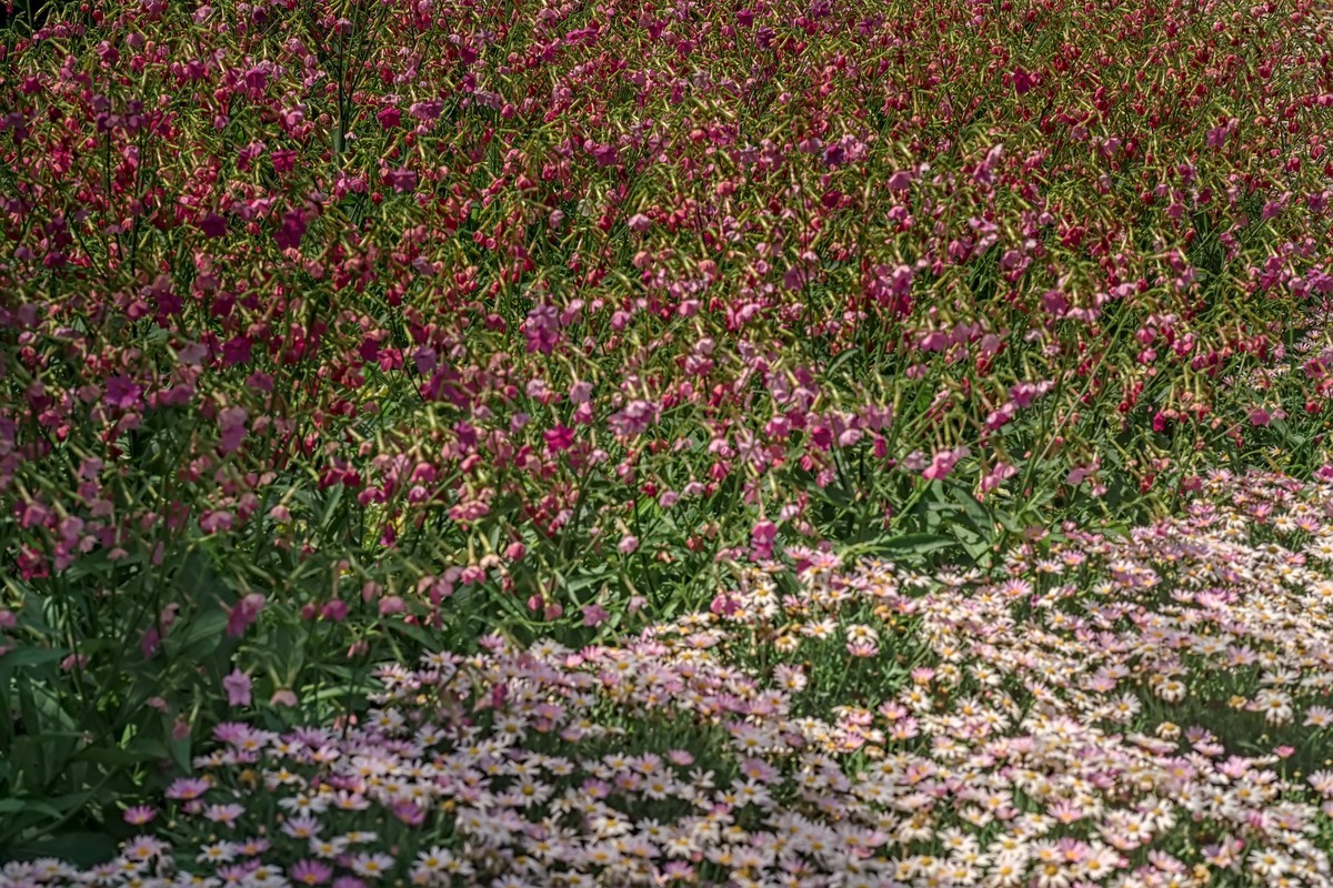 漫花山庄·玫瑰花