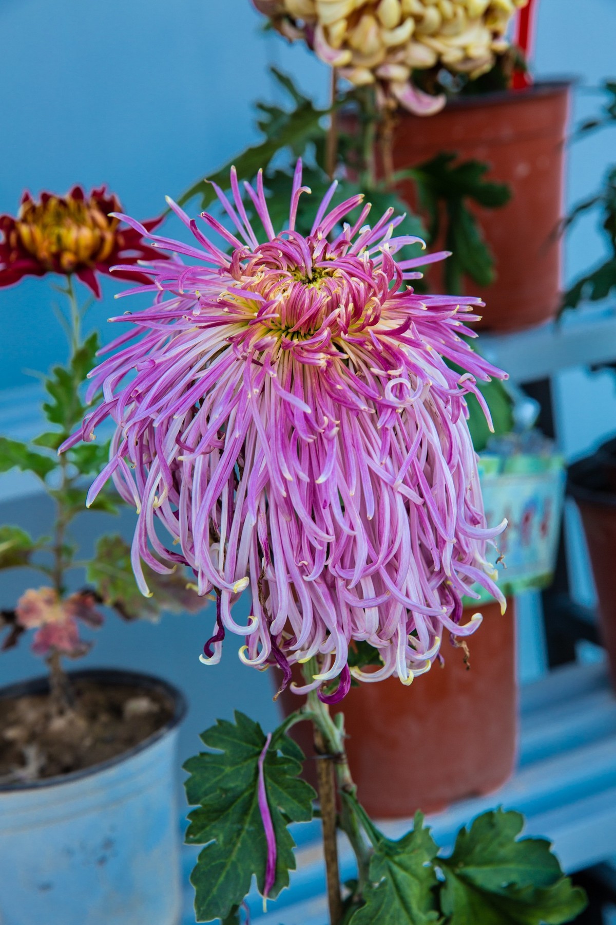 菊花盛开的季节