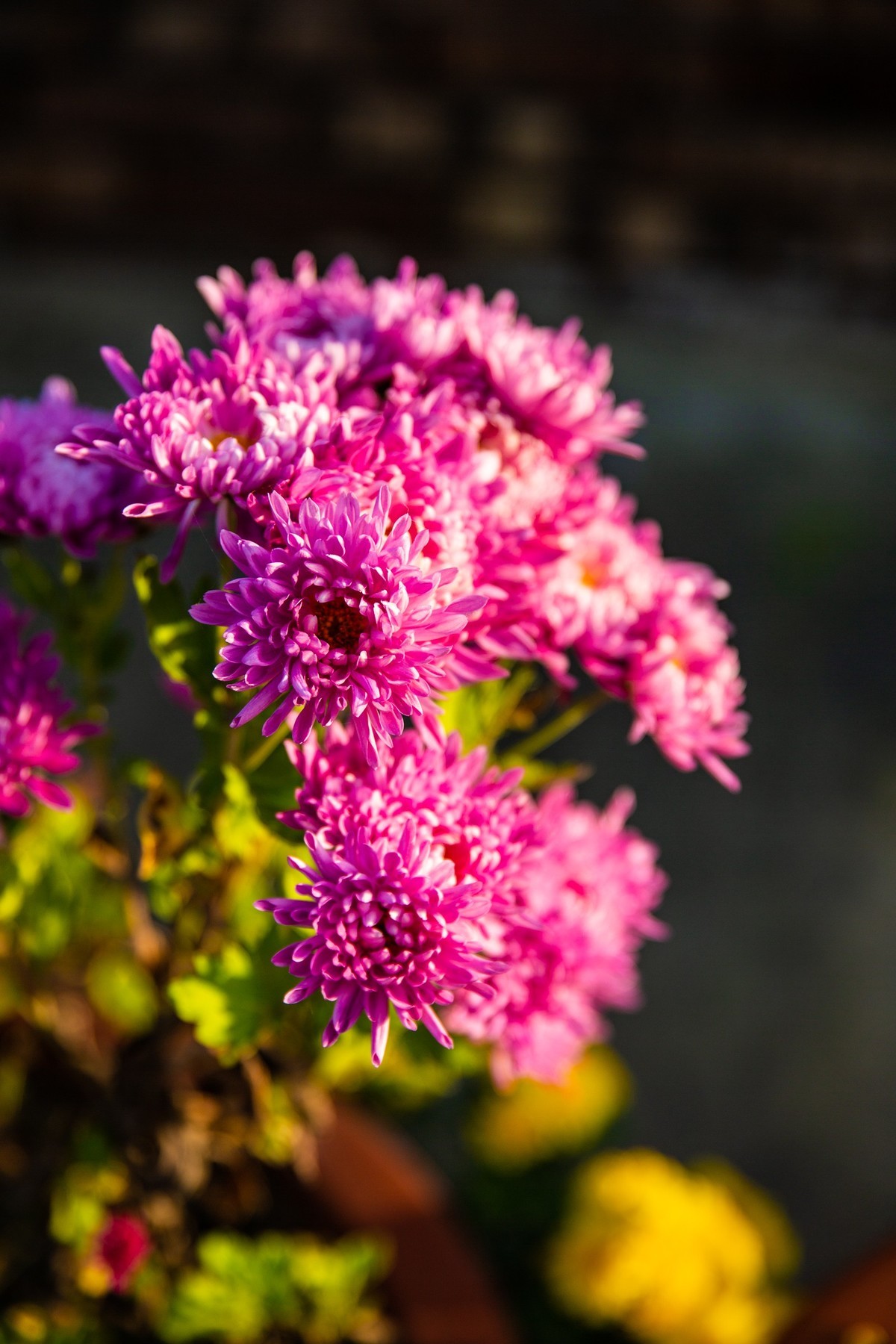 菊花盛开的季节