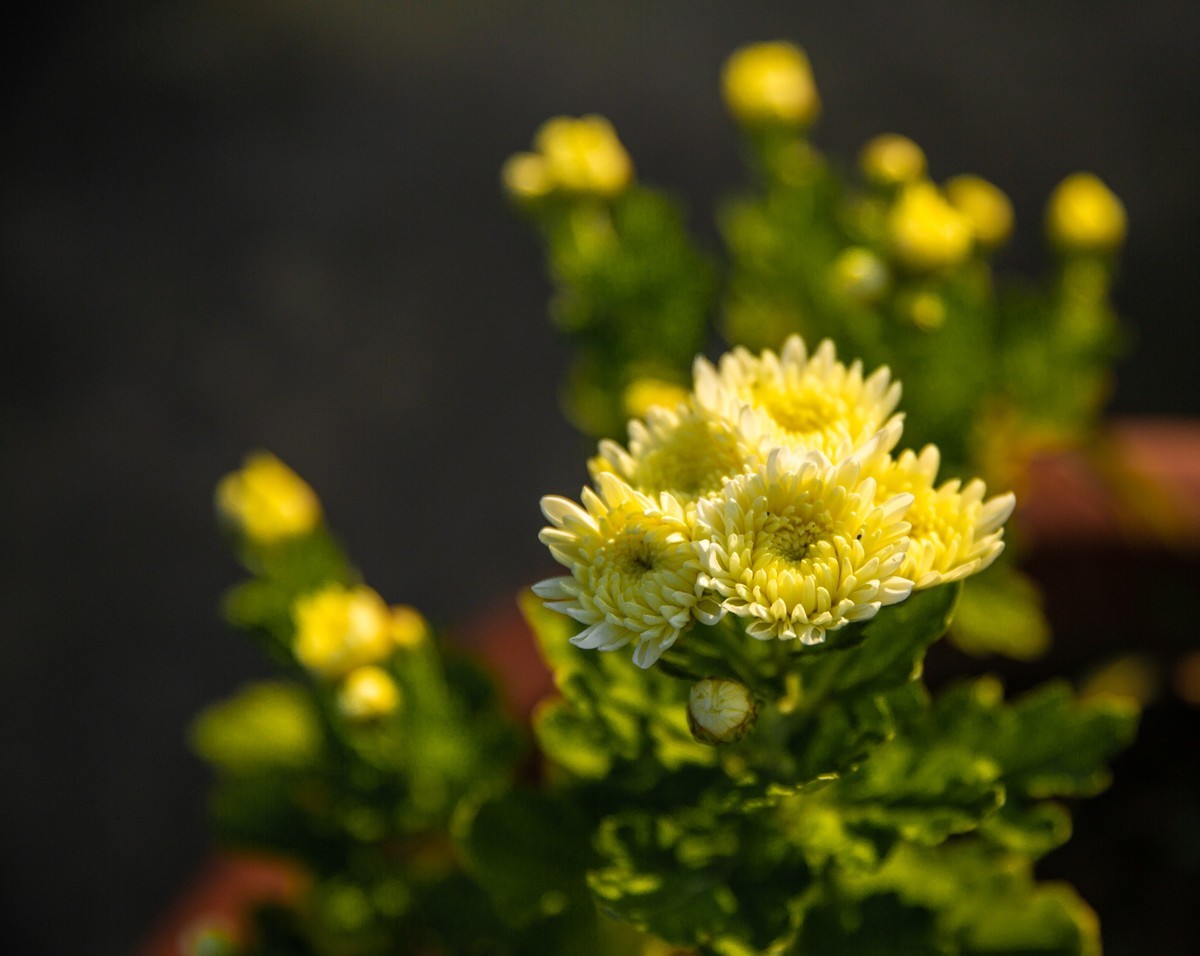 菊花盛开的季节