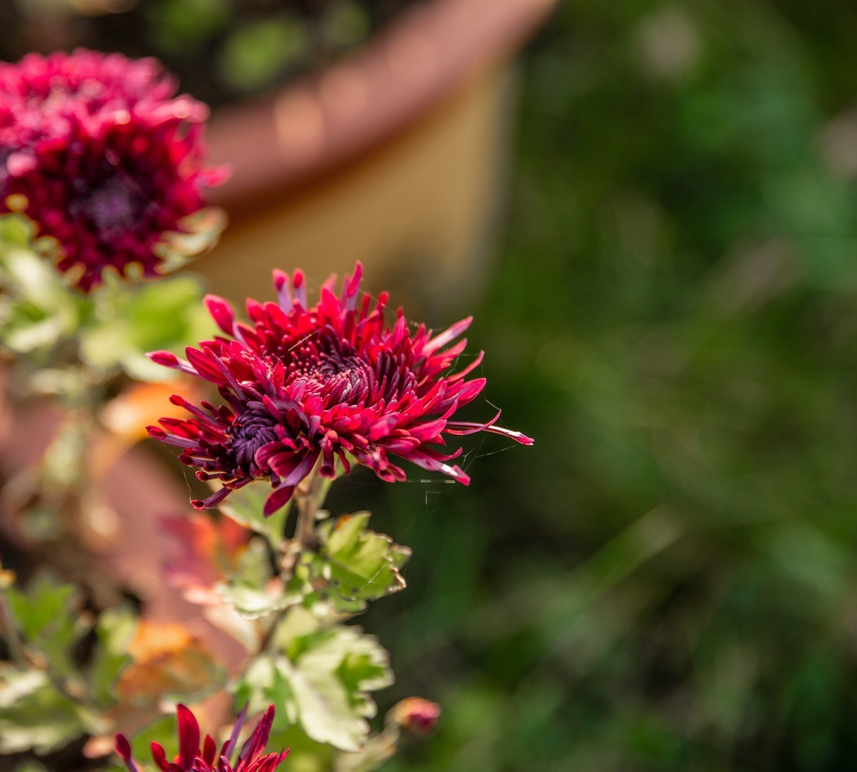 菊花盛开的季节