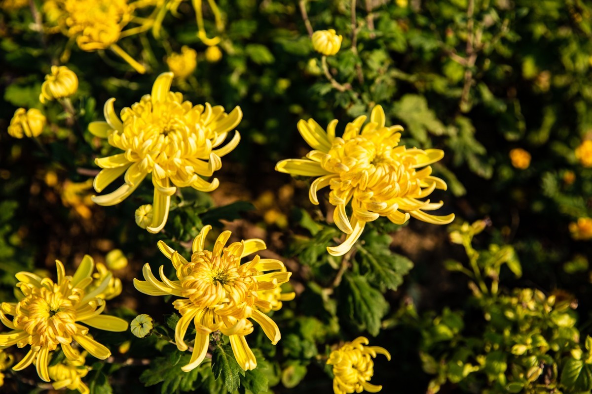 菊花盛开的季节