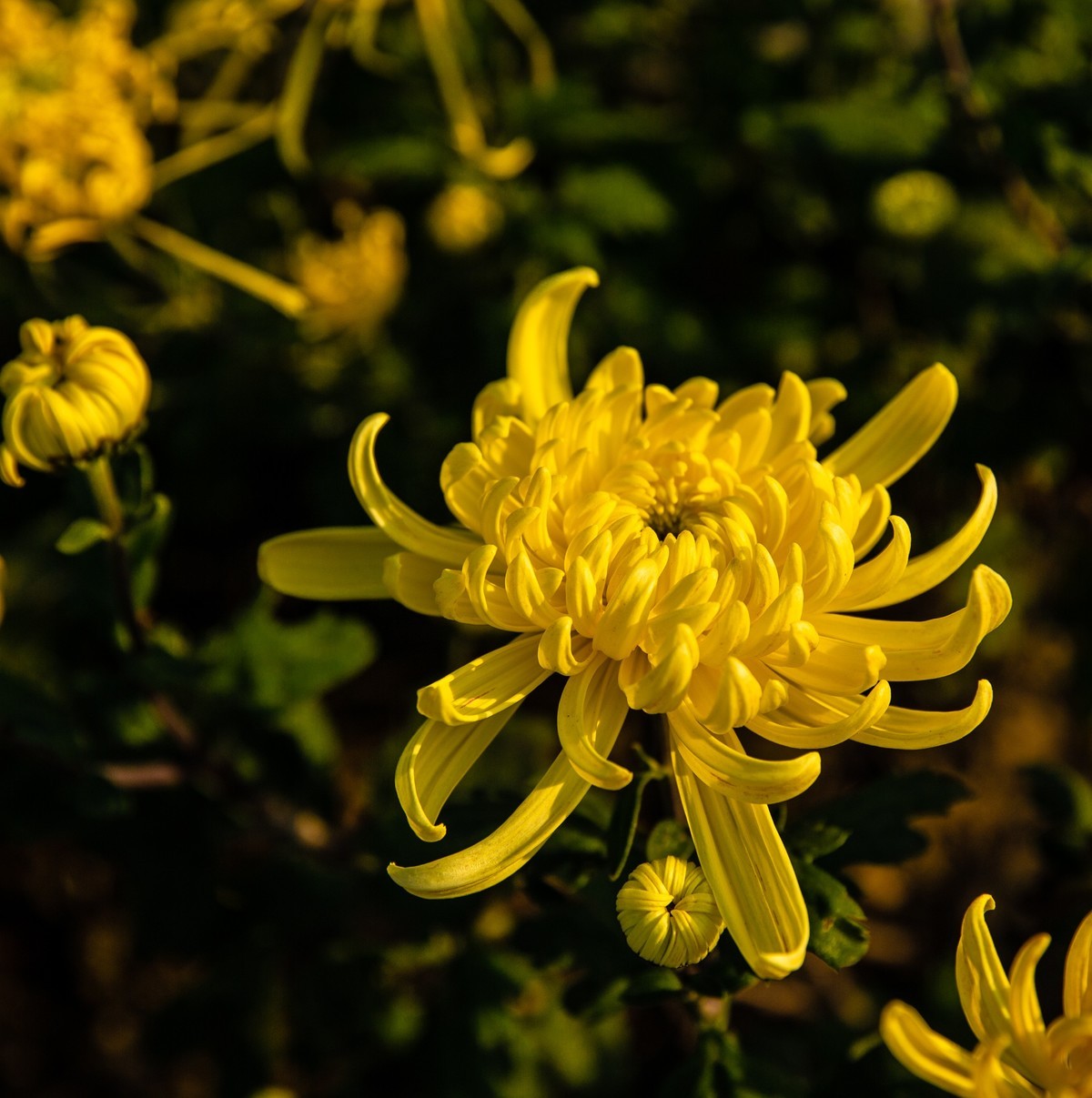 菊花盛开的季节