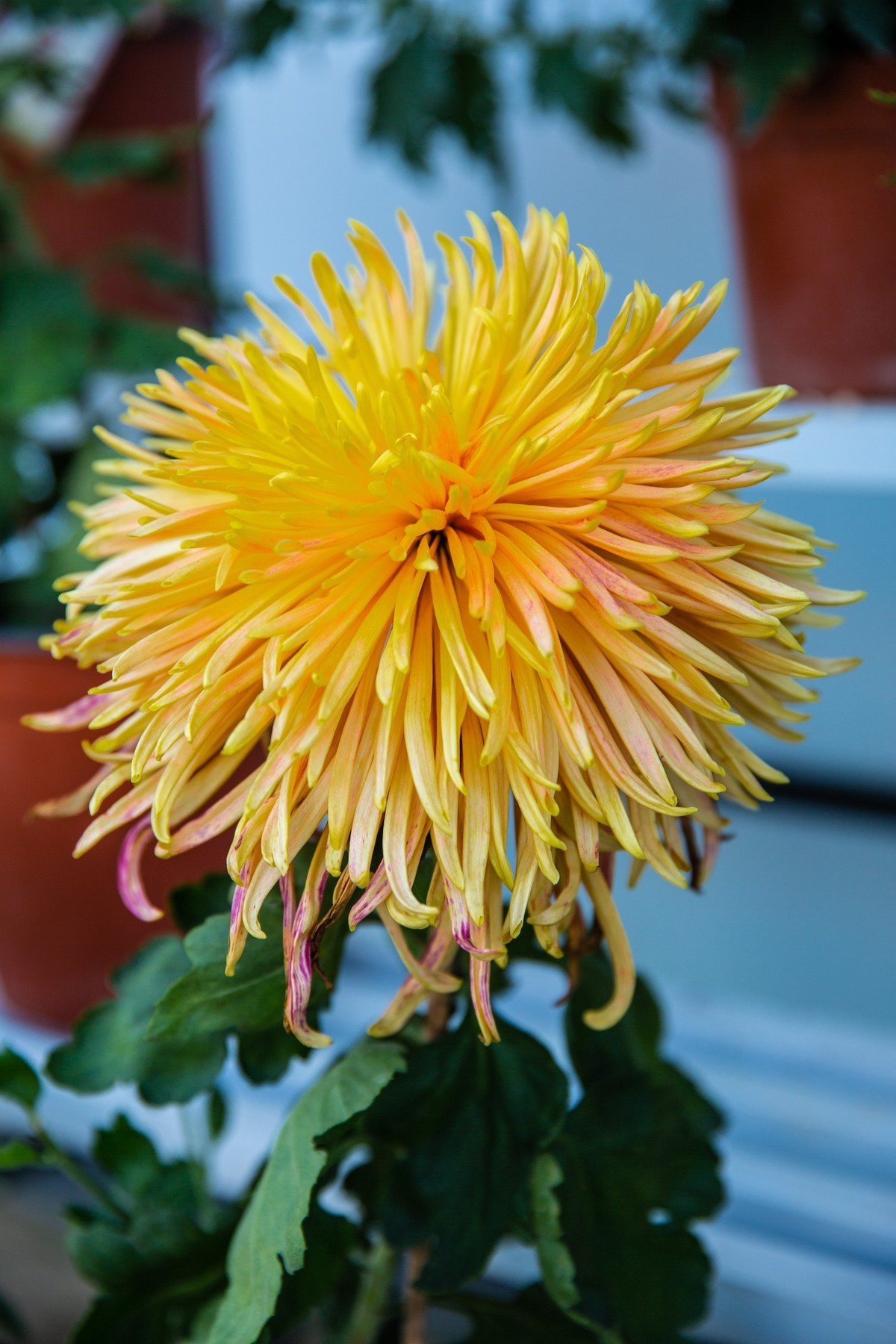 菊花盛开的季节