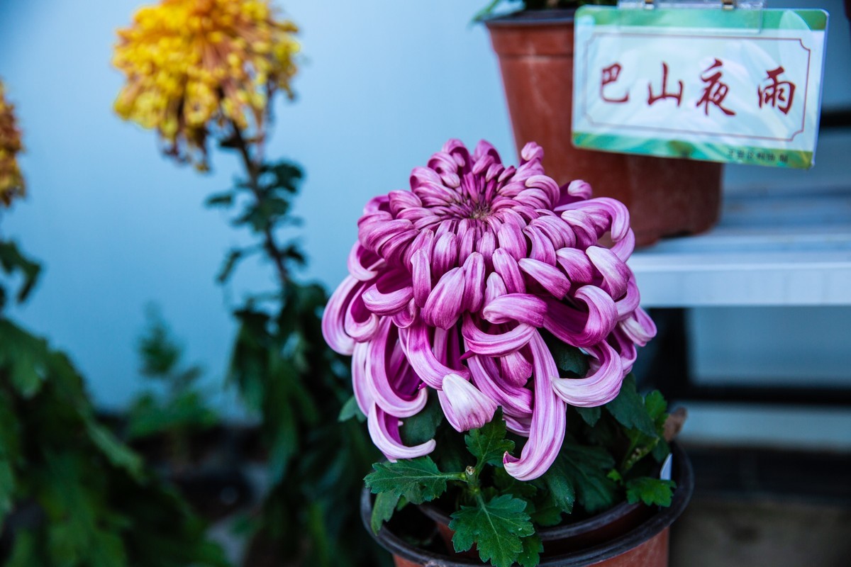 菊花盛开的季节