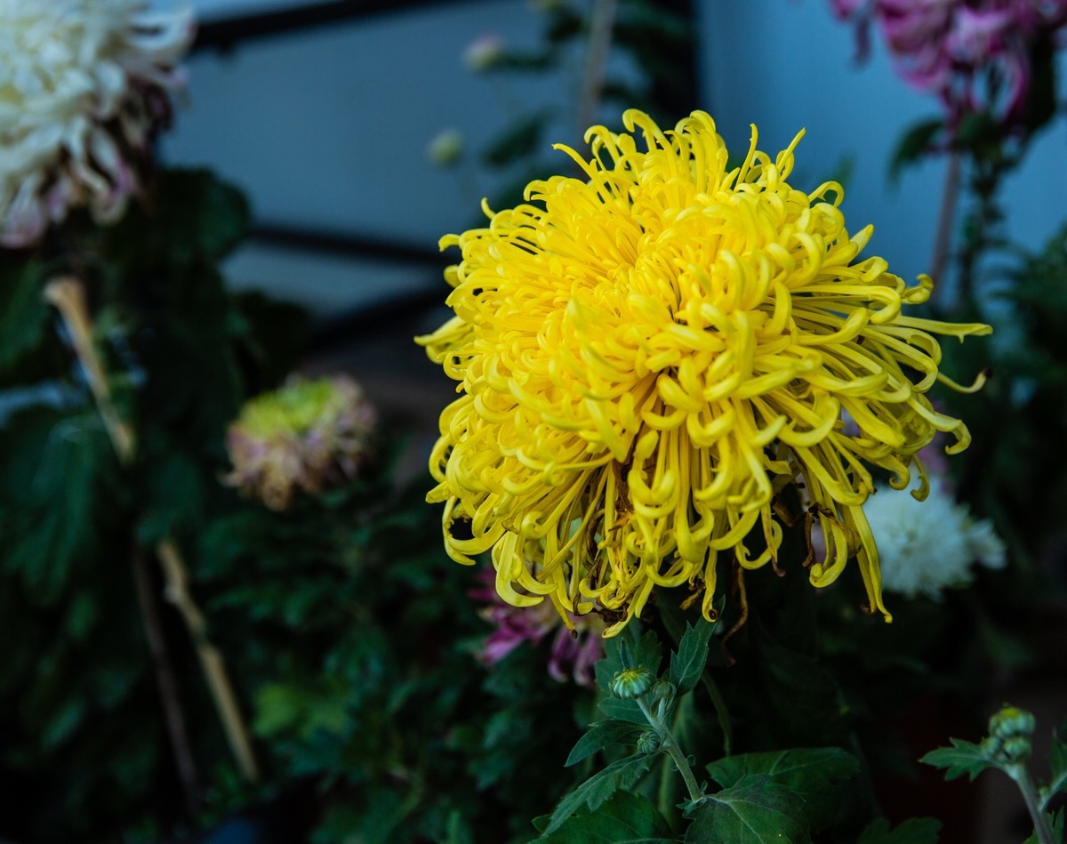 菊花盛开的季节