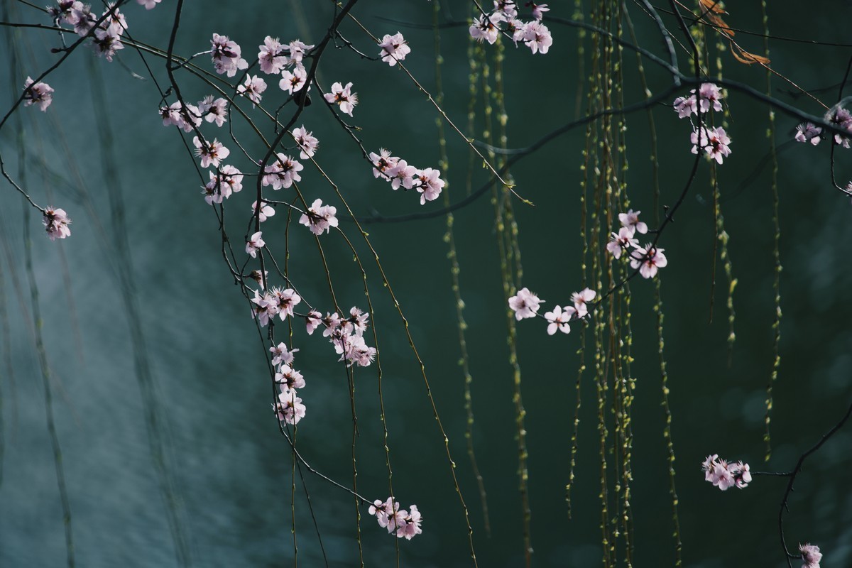 2024年桃花堤