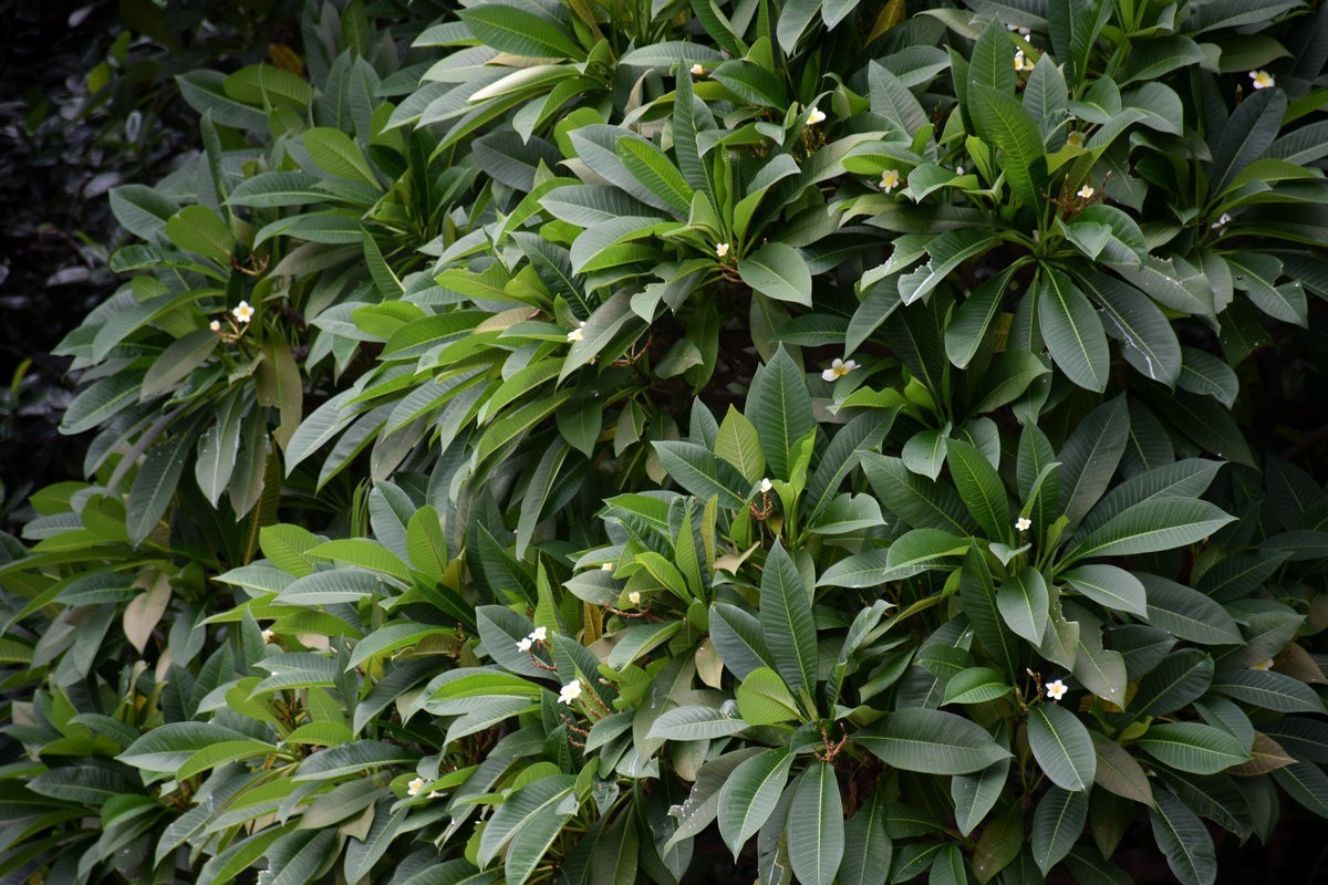 2023秋 广东行（26）广州  黄沙