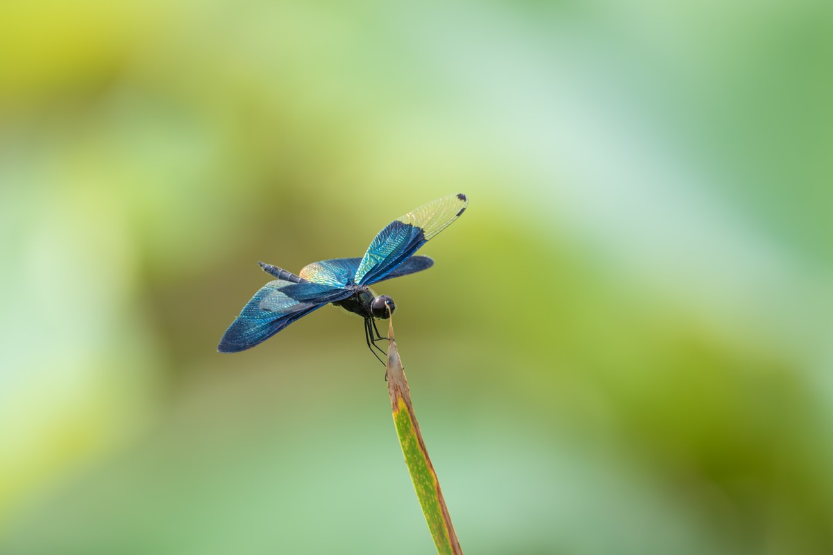 没有鸟就拍蜻蜓