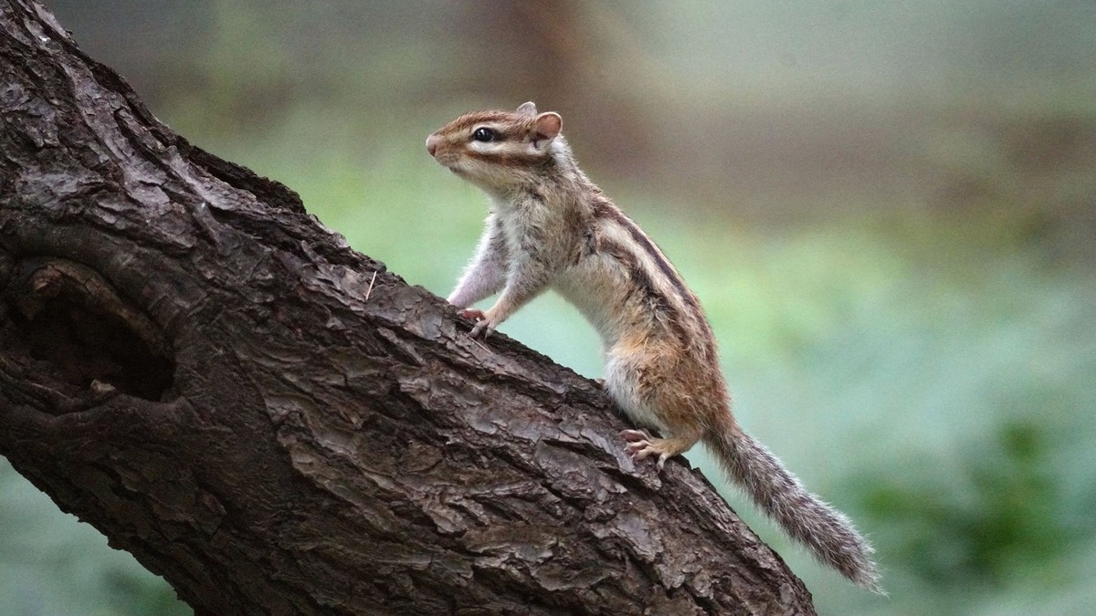花栗鼠和黄尾鹣