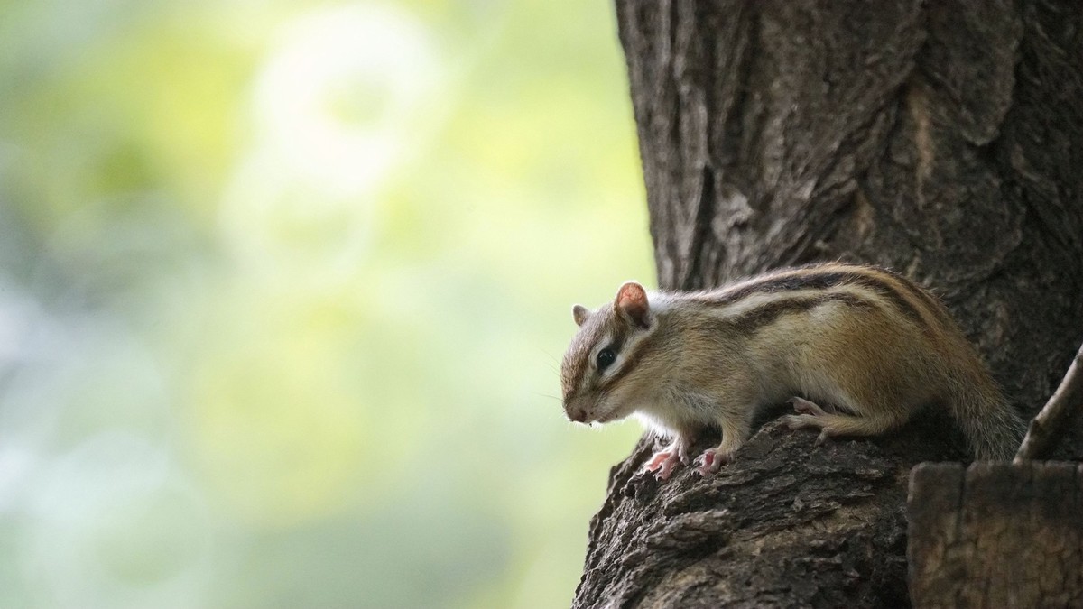 花栗鼠和黄尾鹣
