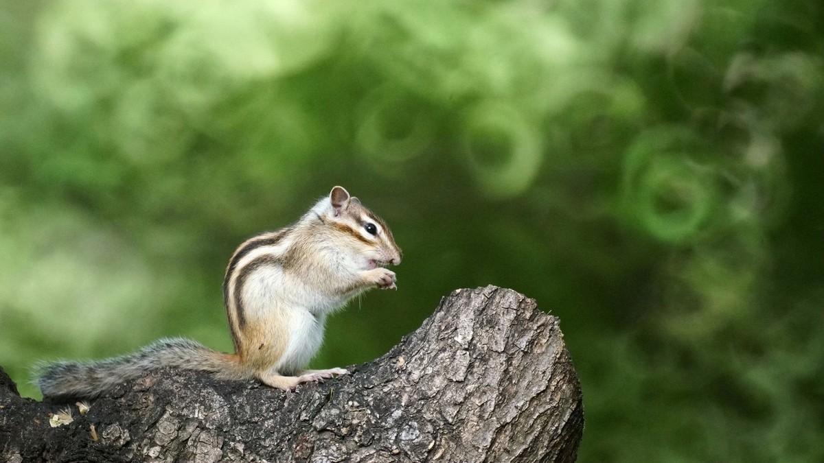 花栗鼠和黄尾鹣
