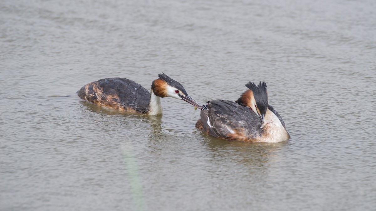 育 雏 期 的 PI TI （ 八 ）