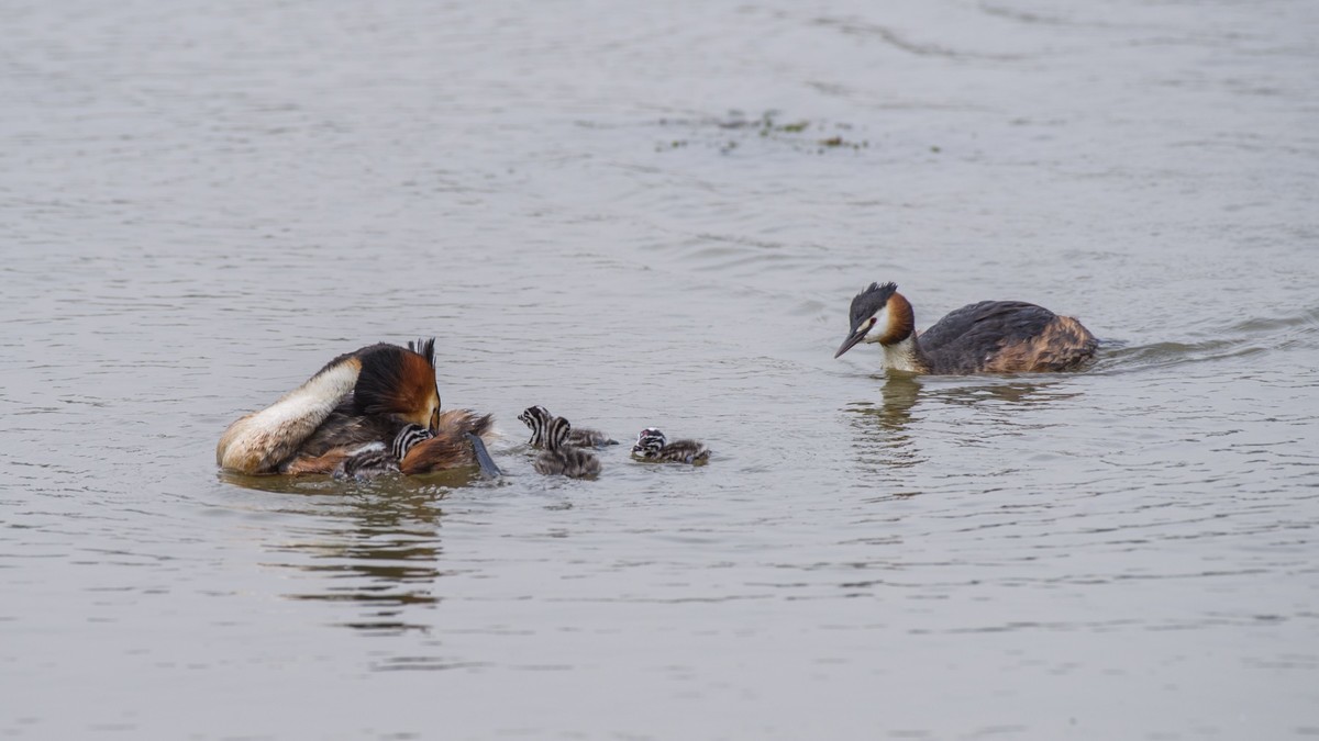 育 雏 期 的 PI TI （ 八 ）