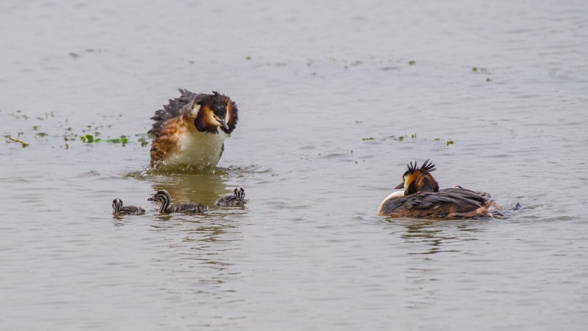 育 雏 期 的 PI TI （ 八 ）