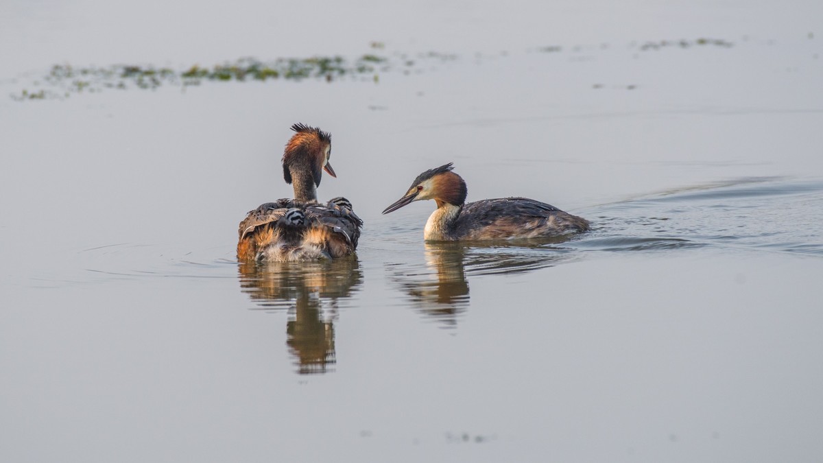 育 雏 期 的 PI TI （ 八 ）
