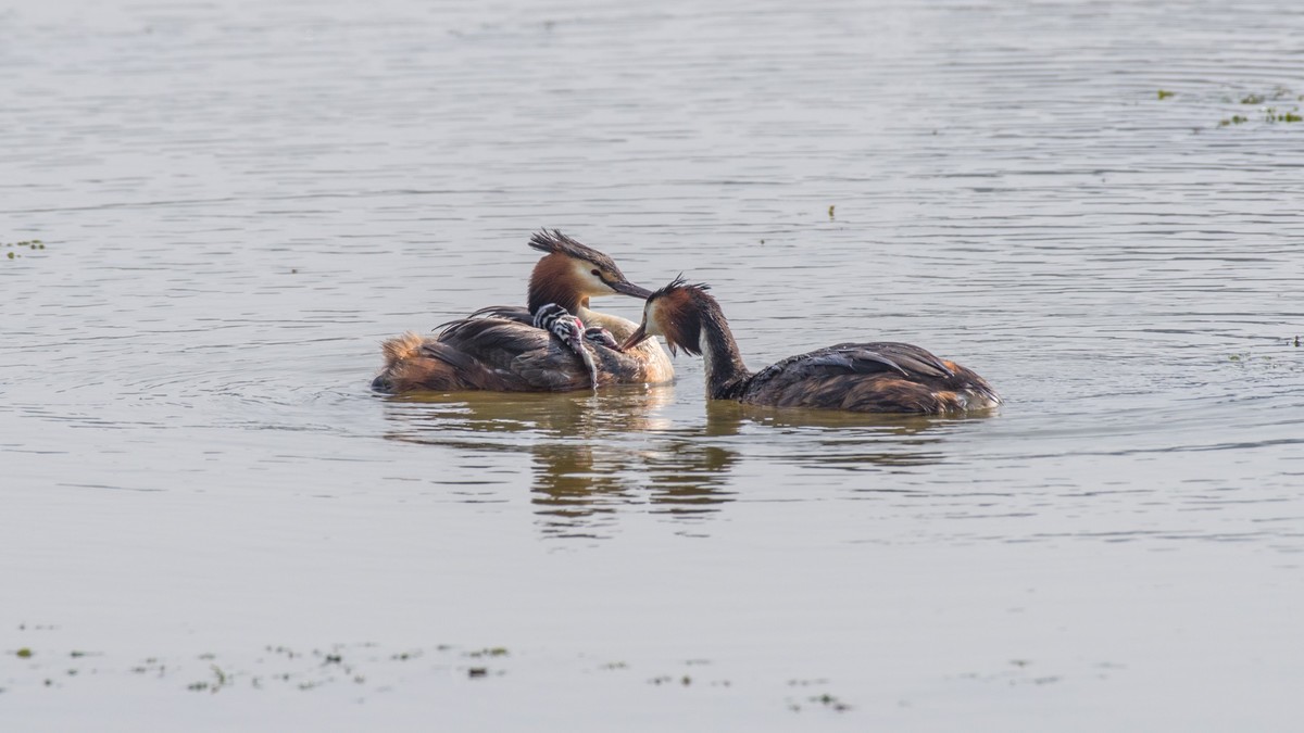 育 雏 期 的 PI TI （ 八 ）