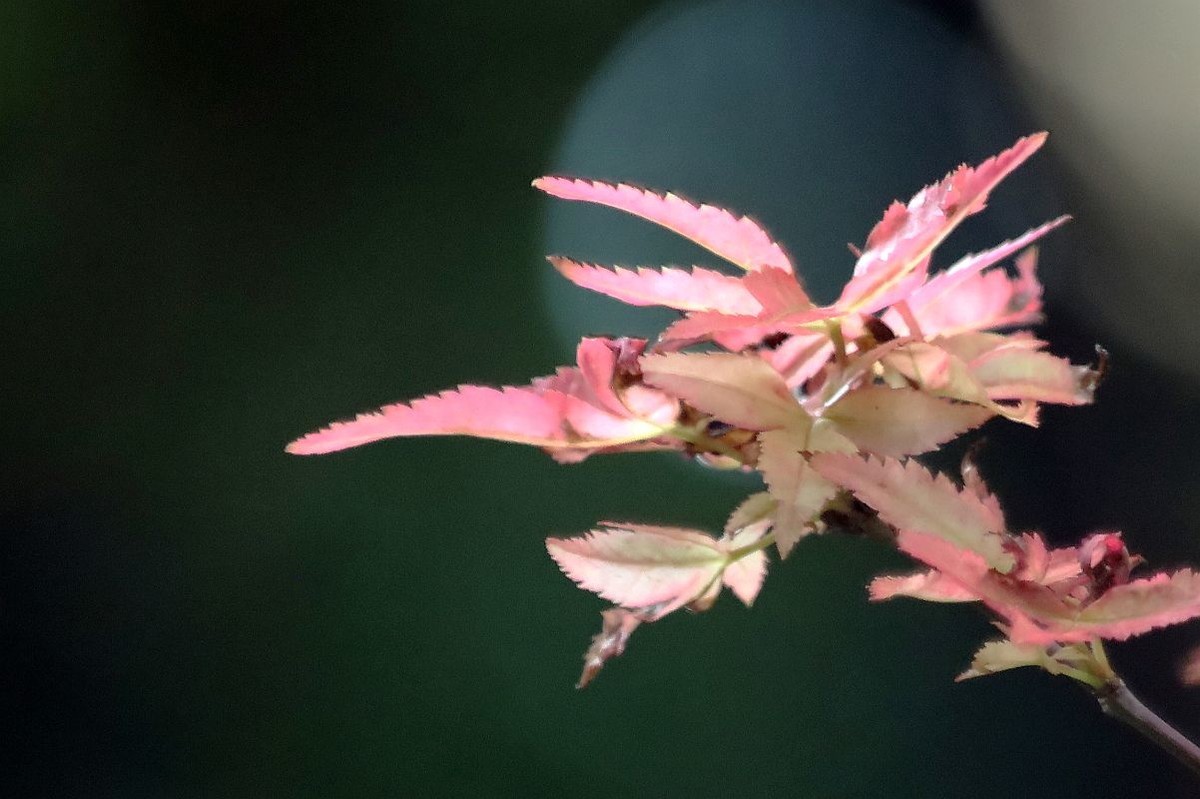 用了转接口的试机帖（二）