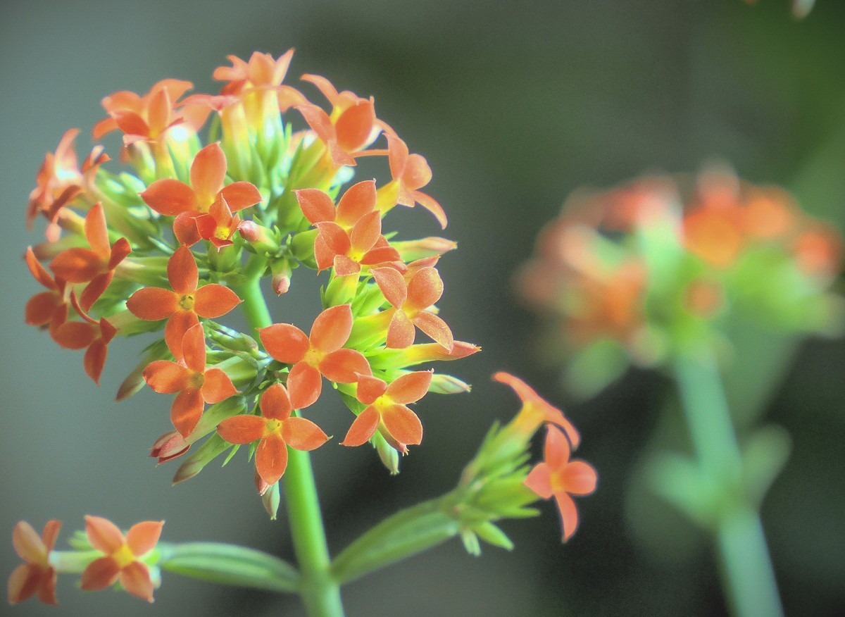长寿花、腊梅、水边的石楠、摩天轮（OM-1Mark2第三次试拍）