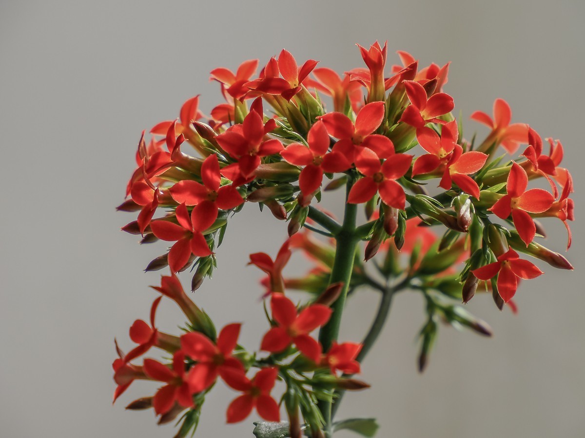 长寿花、腊梅、水边的石楠、摩天轮（OM-1Mark2第三次试拍）