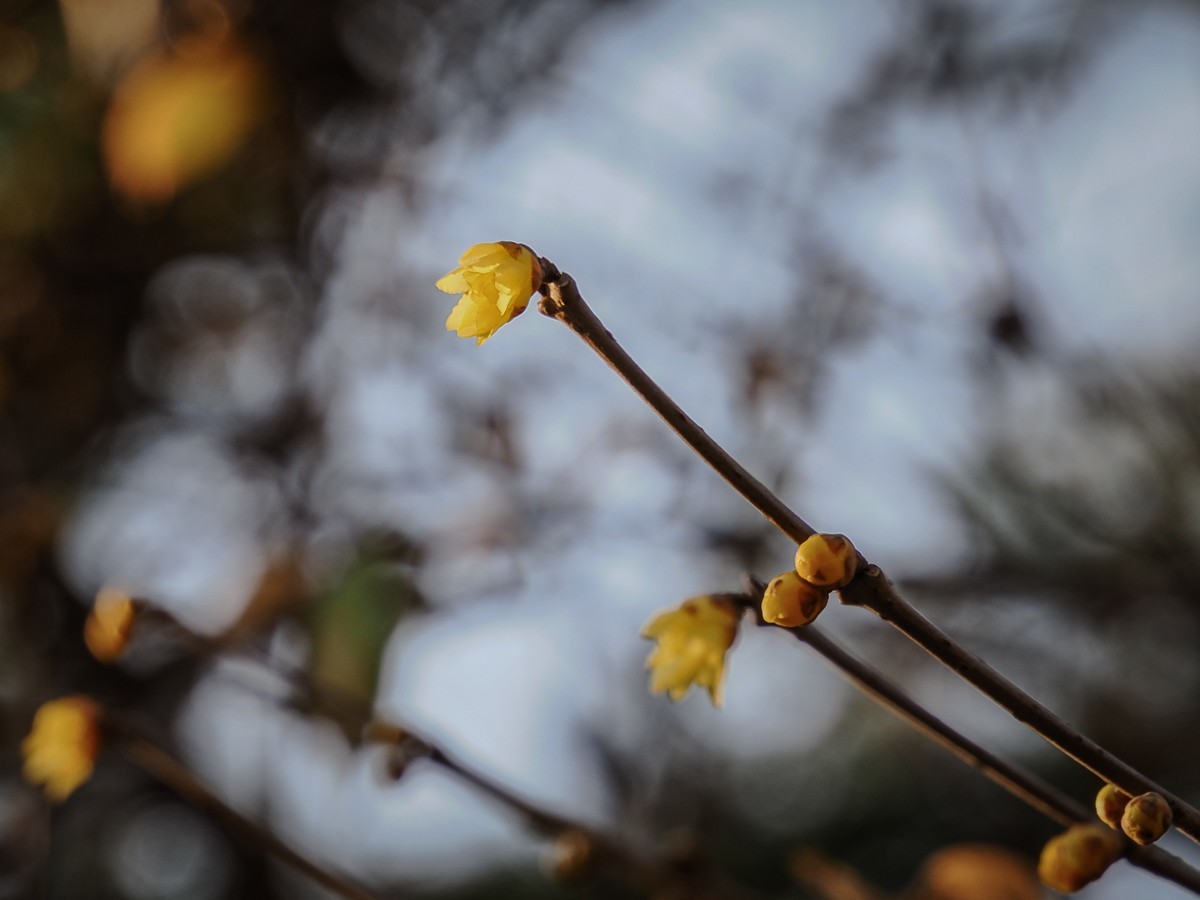 长寿花、腊梅、水边的石楠、摩天轮（OM-1Mark2第三次试拍）