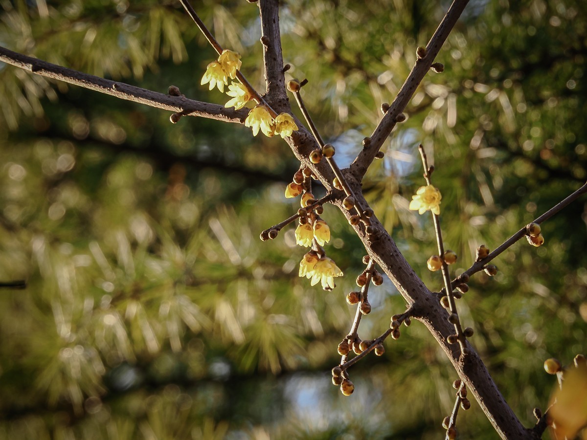 长寿花、腊梅、水边的石楠、摩天轮（OM-1Mark2第三次试拍）