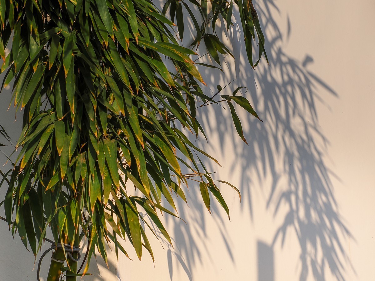 长寿花、腊梅、水边的石楠、摩天轮（OM-1Mark2第三次试拍）