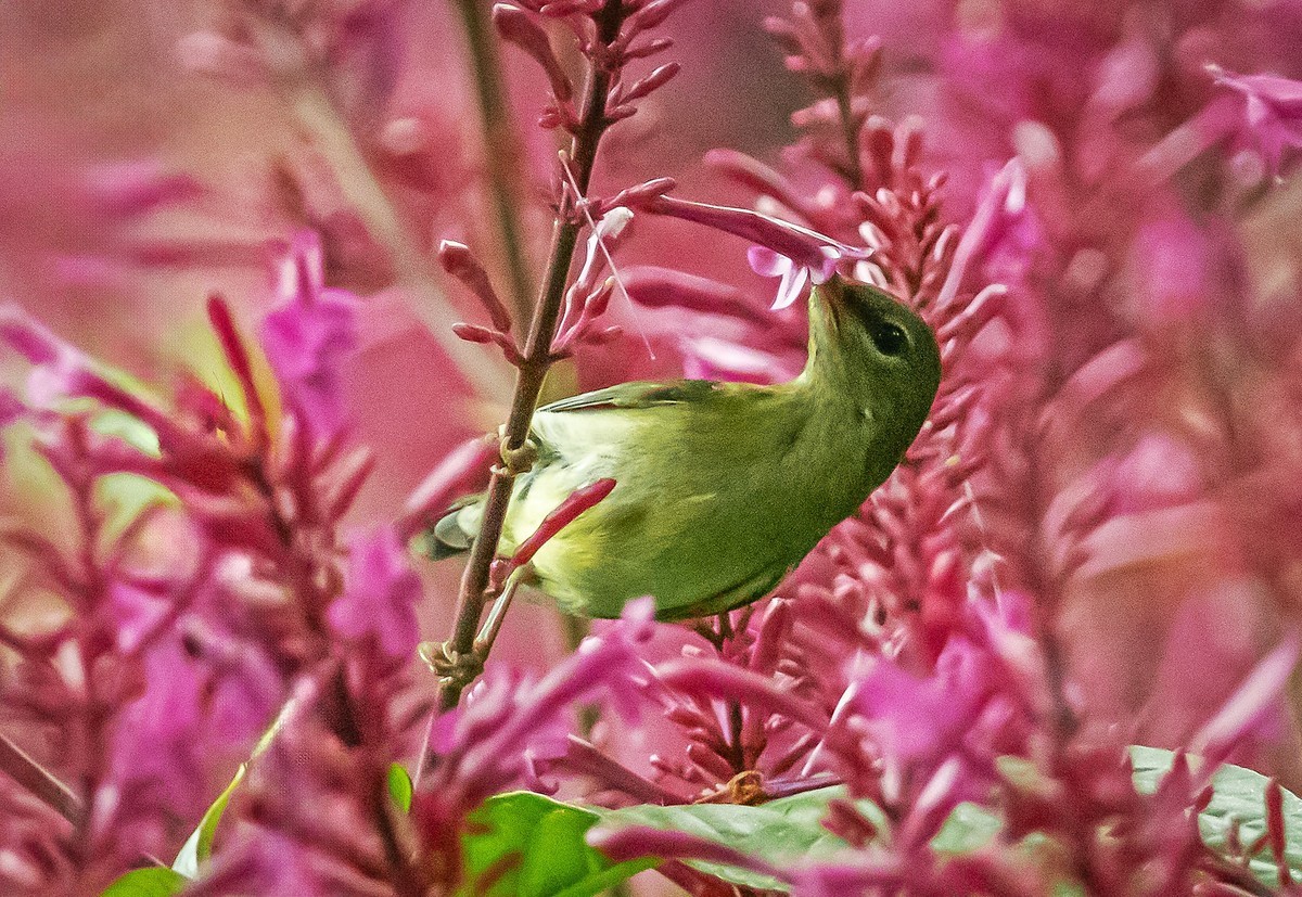 花从吸蜜(叉尾太阳鸟)