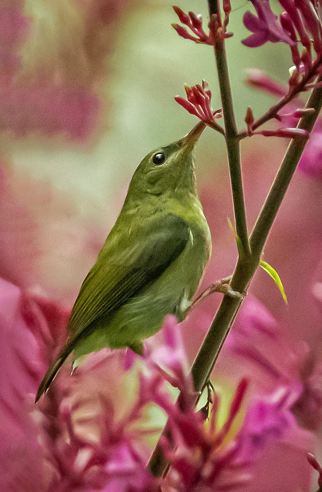 花从吸蜜(叉尾太阳鸟)