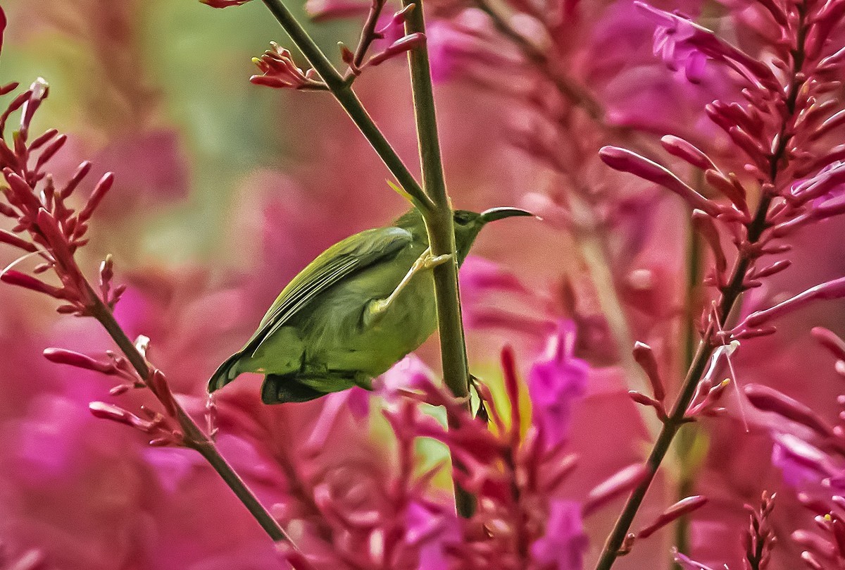 花从吸蜜(叉尾太阳鸟)