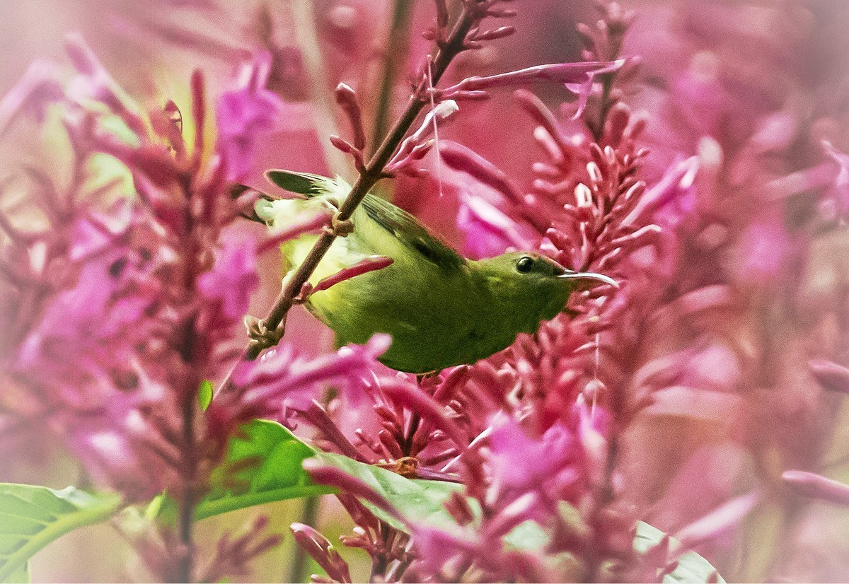 花从吸蜜(叉尾太阳鸟)