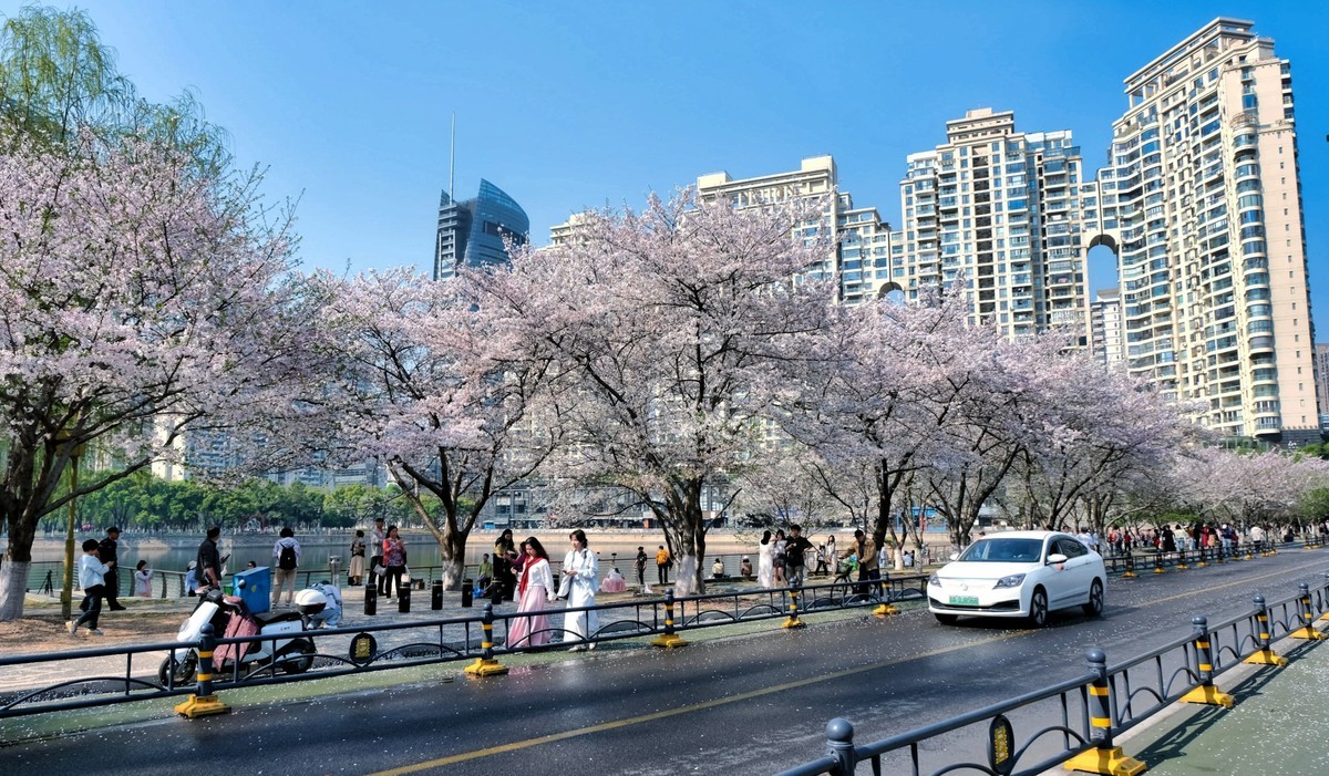 武汉市西北湖广场樱花季场景
