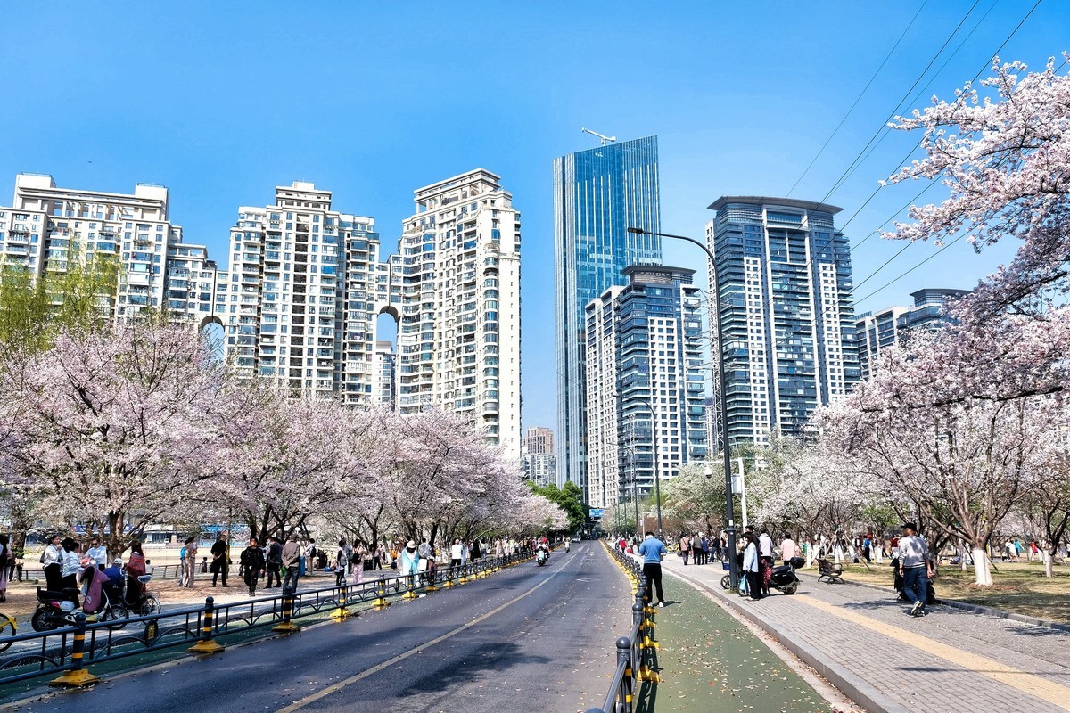 武汉市西北湖广场樱花季场景