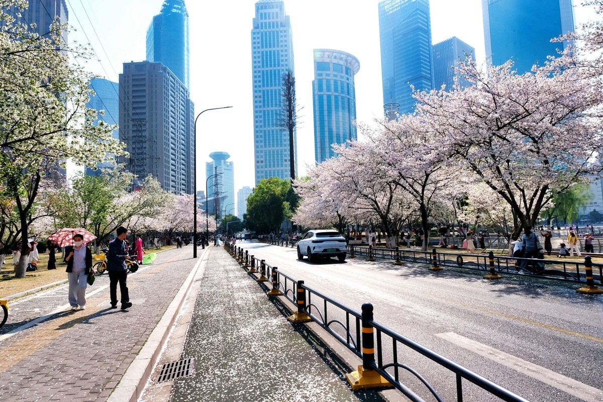 武汉市西北湖广场樱花季场景