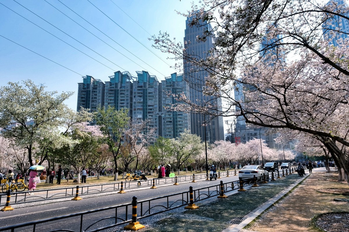 武汉市西北湖广场樱花季场景