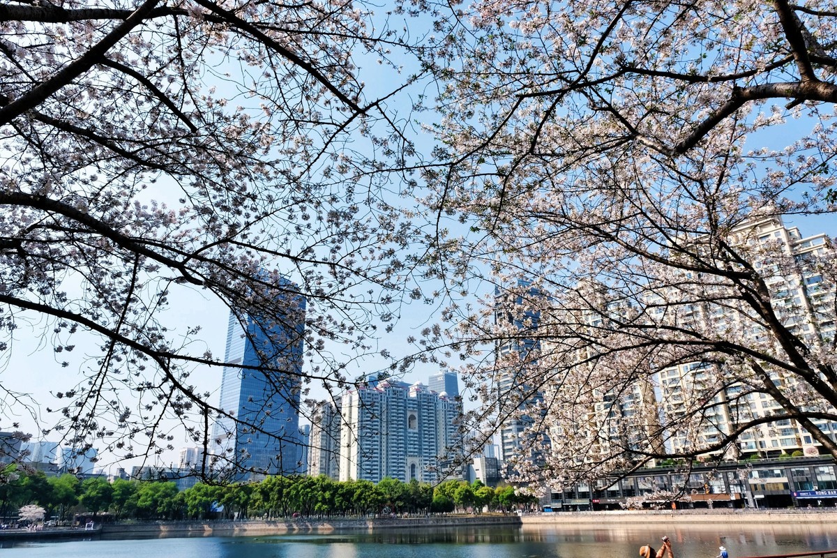 武汉市西北湖广场樱花季场景