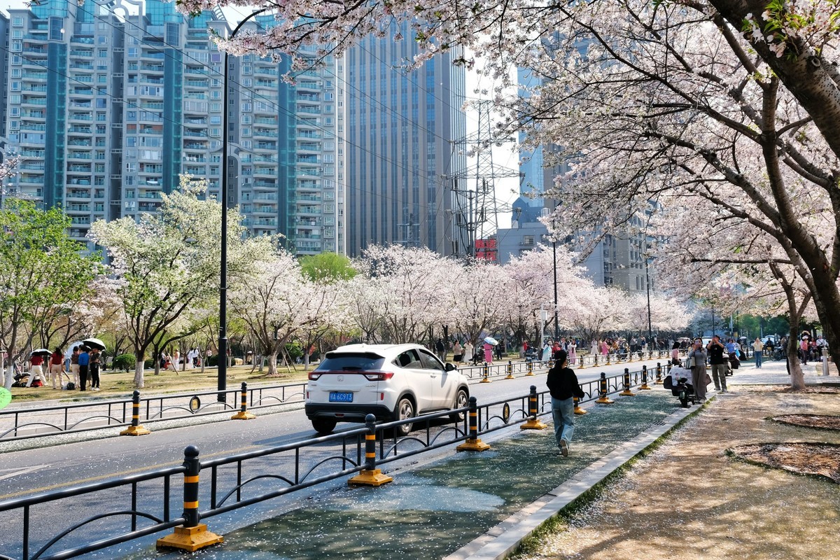 武汉市西北湖广场樱花季场景
