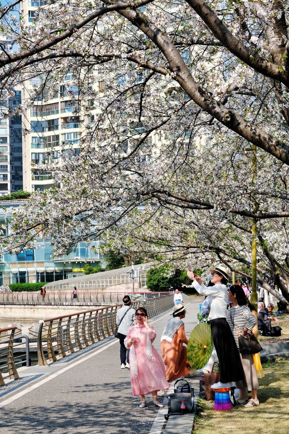 武汉市西北湖广场樱花季场景