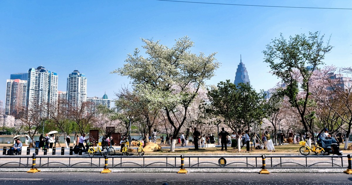 武汉市西北湖广场樱花季场景