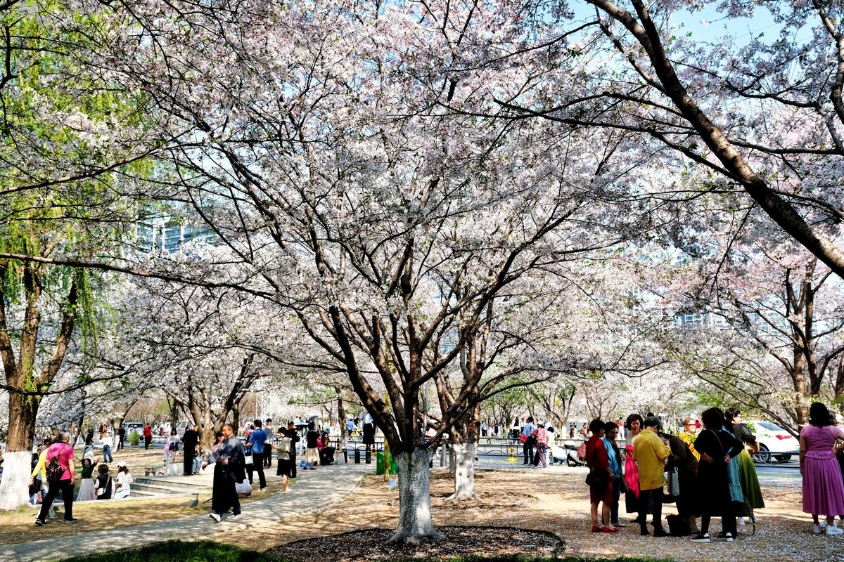 武汉市西北湖广场樱花季场景