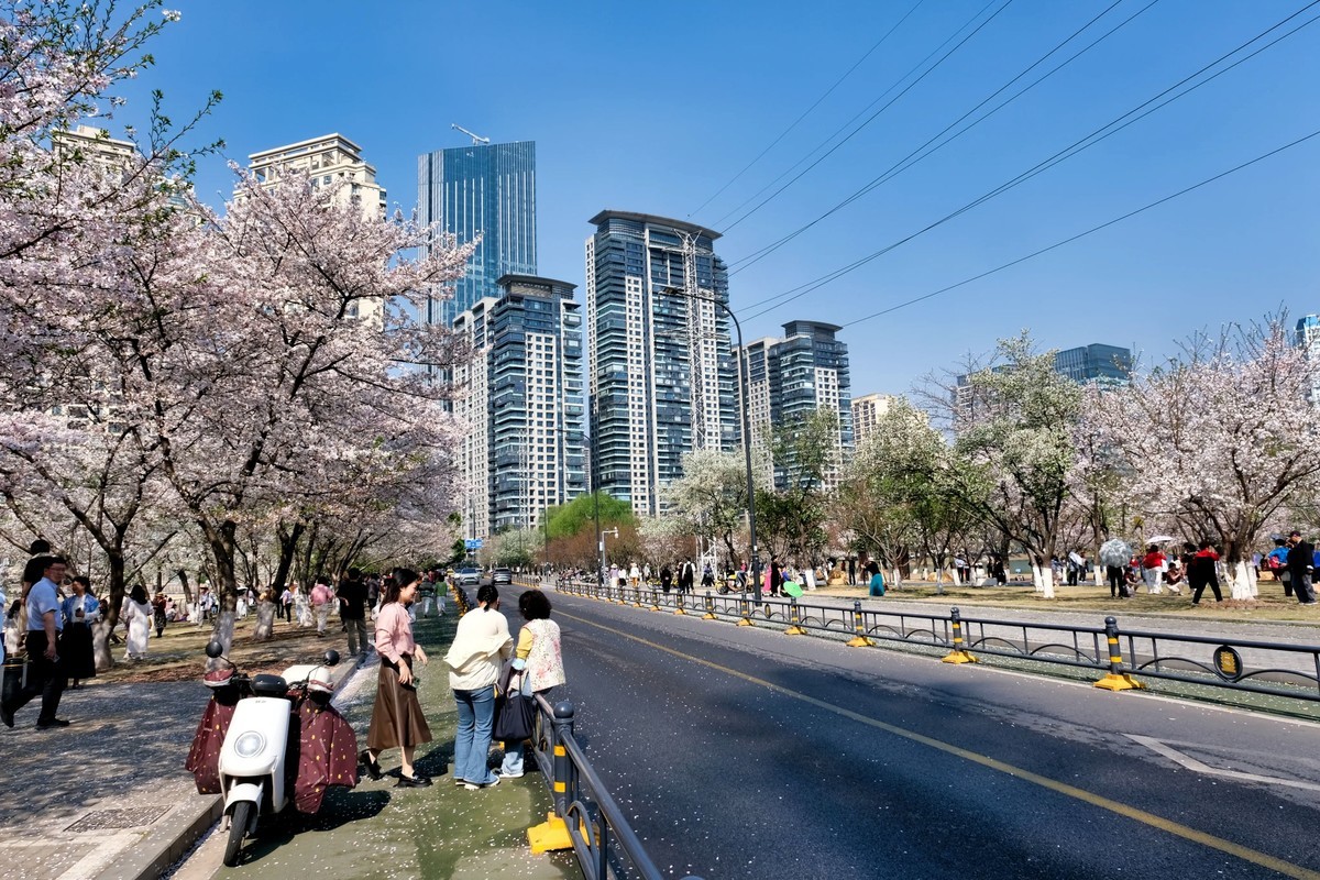 武汉市西北湖广场樱花季场景